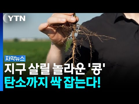 ''저는 좀 다릅니다''.  가뭄에도 죽지 않는 ''콩'' 개발 /가뭄 극복과 ''탄소 격리''의 일석이조 효과