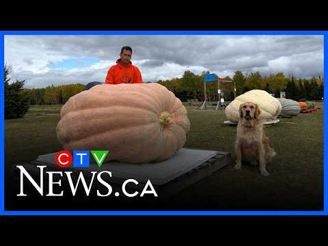 호박축제(Pumpkinfest) : 거대 호박 무게 재기 대회에서 발생한 안타까운 실격 사건